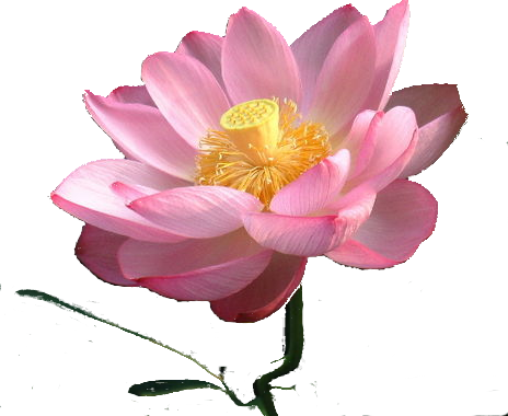 Lotus -kukka